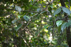 Memecylon talbotianum